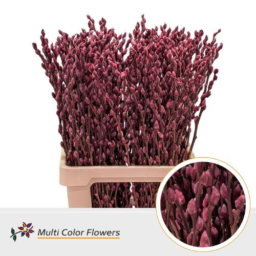 Salix caprea 'Snow Flake' kleurbehandeld H%