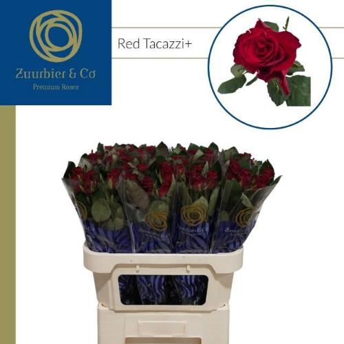 Rosa grootbloemig Red Tacazzi+
