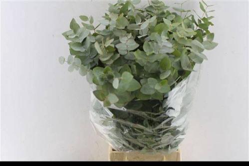 Eucalyptus per bos cinerea