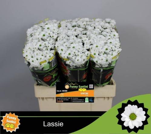 Chrysanthemum (Indicum Grp) tros santini AAA Lassie