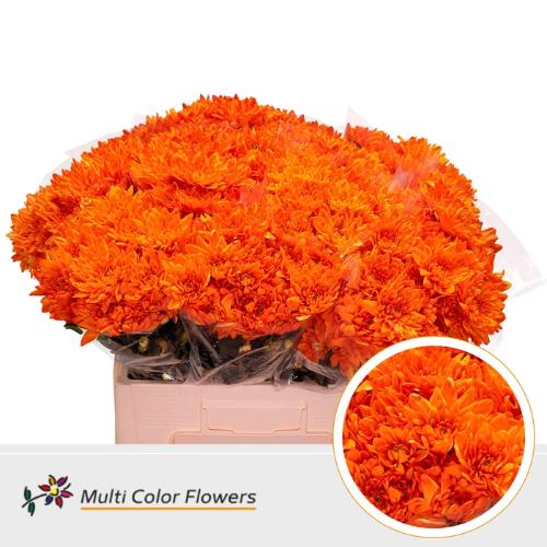 Chrysanthemum Indicum Grp tros kas kleurbehandeld H%