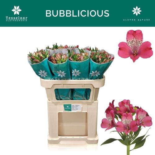 Alstroemeria Bubblicious