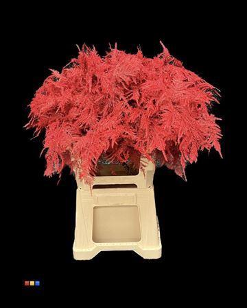 Asparagus overig kleurbehandeld H%