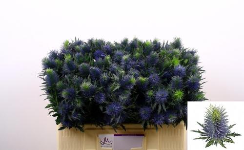 Eryngium Supernova Questar