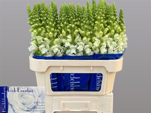 Antirrhinum majus 'Antibes White'