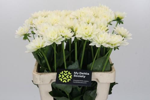 Dahlia 'Karma Maarten Zwaan'