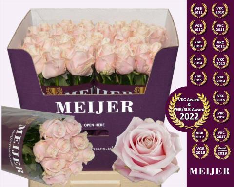 Rosa grootbloemig Sweet Avalanche +