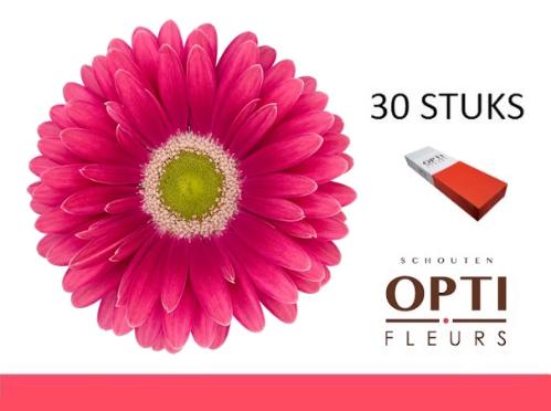 Gerbera grootbloemig 'Unique'