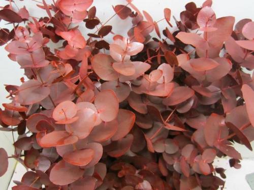 Eucalyptus cinerea kleurbehandeld per bos H%