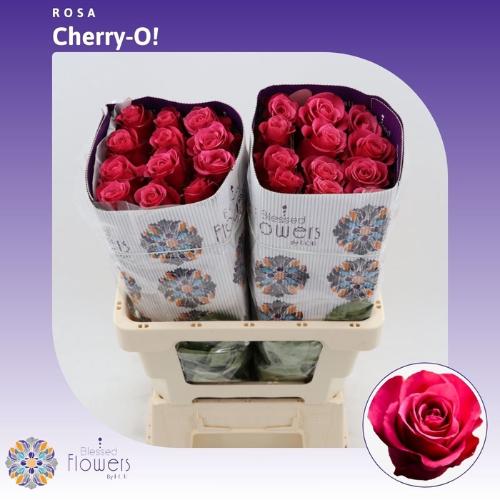 Rosa grootbloemig Cherry-O!
