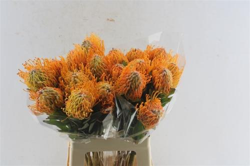 Leucospermum 'Soleil'