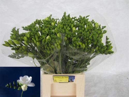 Freesia dubbel Essence