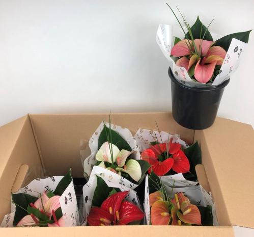 Anthurium Andreanum Grp Love Collectie