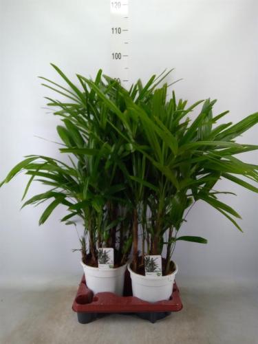 Rhapis excelsa