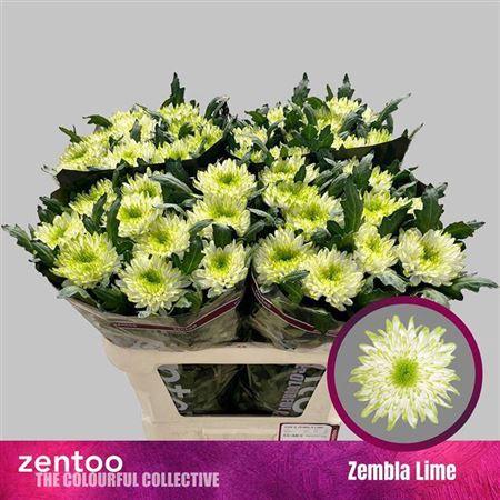 Chrysanthemum Indicum Grp geplozen kas 'Zembla Lime'