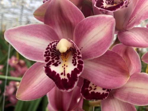 Cymbidium mini per tak 'Boudi'