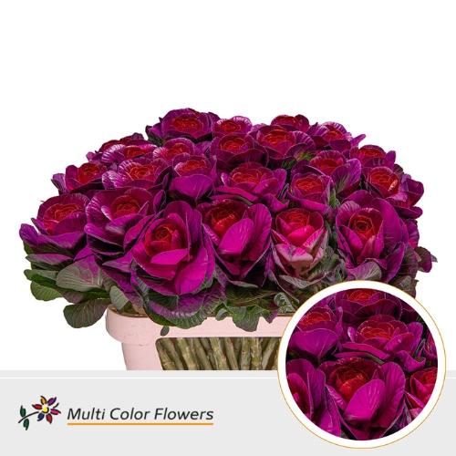 Brassica oleracea kleurbehandeld H%