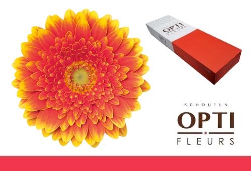 Gerbera mini 'Franky'