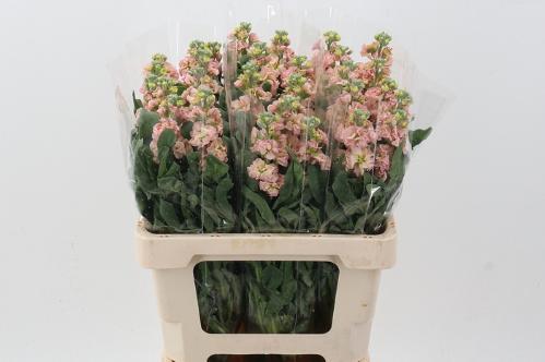 Matthiola incana 'Phantom Apricot'