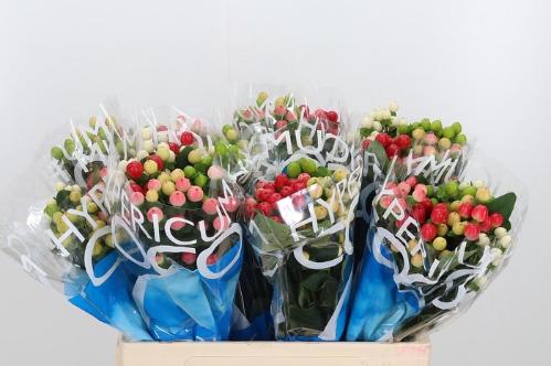 Hypericum Coco Rainbow gemengd