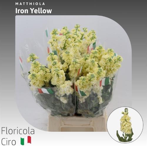 Matthiola incana 'Iron Yellow'