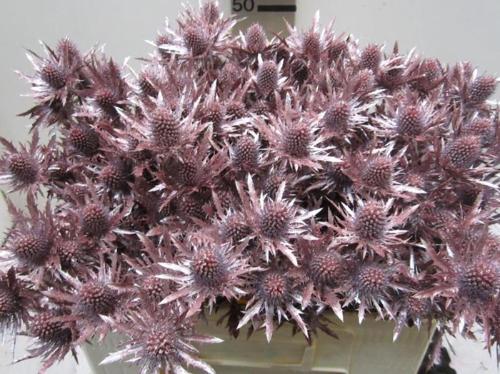 Eryngium planum kleurbehandeld H%