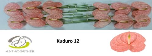 Anthurium (Andreanum Grp) Kuduro
