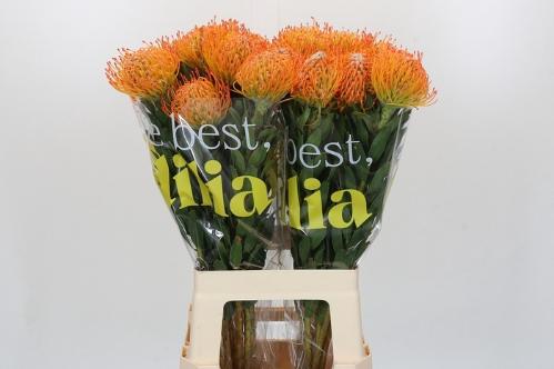 Leucospermum Ayoba Sun