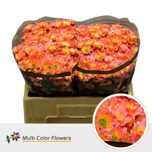 Chrysanthemum (Indicum Grp) tros santini  AAA Bowie kleurbehandeld H%