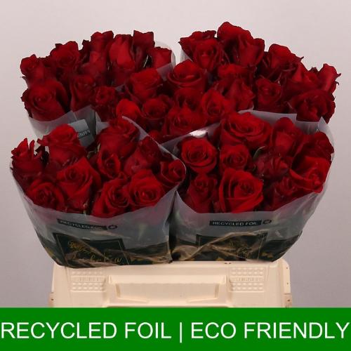 Rosa grootbloemig Explorer