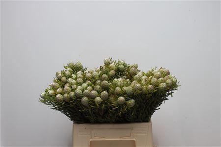 Leucadendron linifolium 'Jade Pearl'