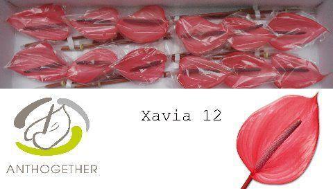 Anthurium (Andreanum Grp) Xavia