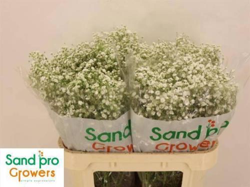 Gypsophila paniculata Xlence