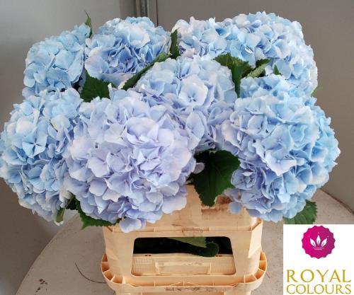 Hydrangea macrophylla 'Verena' (blauw)