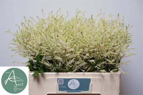 Astilbe Japonica Grp 'Whasingthon'