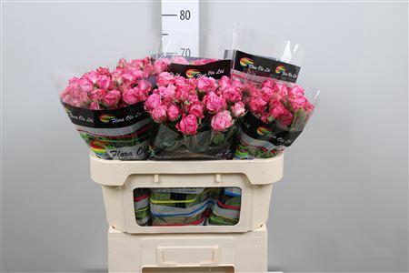 Rosa tros Lady Bombastic