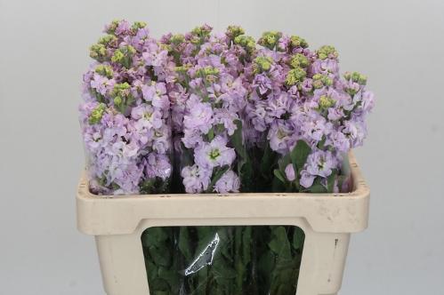 Matthiola incana 'Iron Marine'
