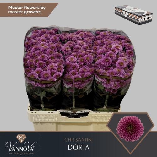 Chrysanthemum Indicum Grp tros santini Doria