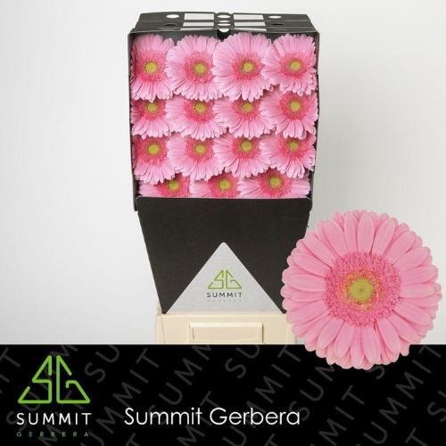 Gerbera grootbloemig Glossy