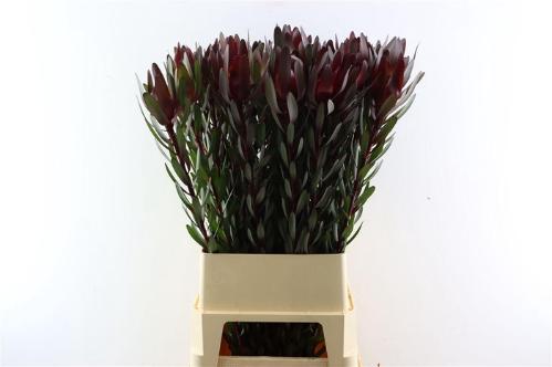 Leucadendron 'Safari Sunset'