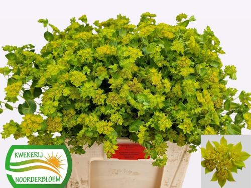 Bupleurum griffithii