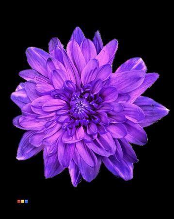 Chrysanthemum Indicum Grp tros kas kleurbehandeld H%