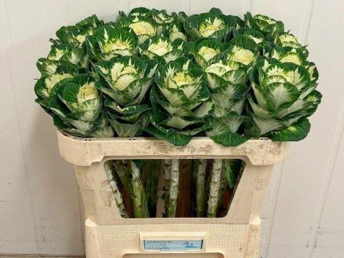 Brassica oleracea 'White Crane'