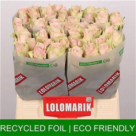 Rosa grootbloemig Pink Athena