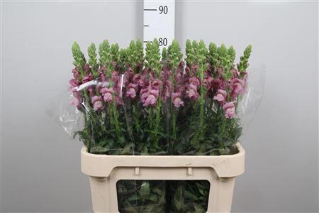 Antirrhinum majus 'Potomac lavender'