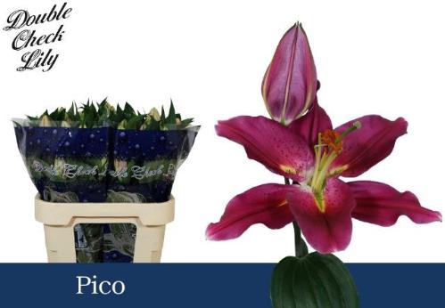Lilium Oriental Grp 'Pico'