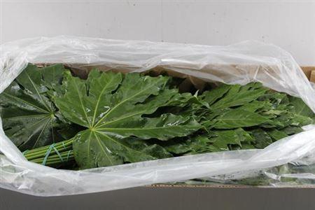Fatsia japonica (blad)