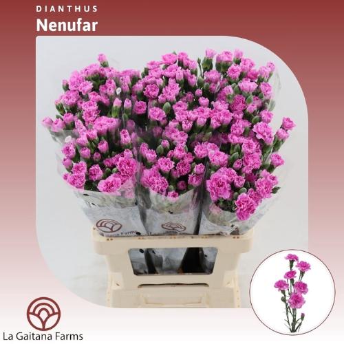 Dianthus tros Nenufar