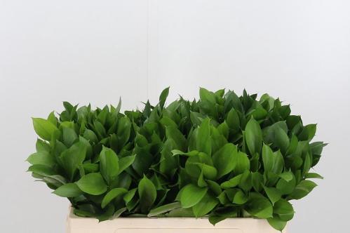 Ruscus hypophyllum (groot blad)