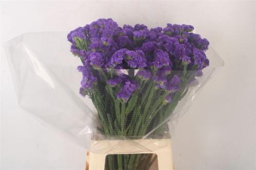 Limonium sinuatum 'Crystal Purple'